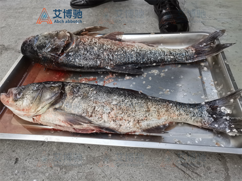 艾博馳殺魚機(jī)加工完花鰱之后的效果 艾博馳殺魚機(jī)加工完花鰱之后的效果